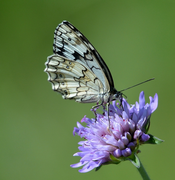 Melanargia larissa